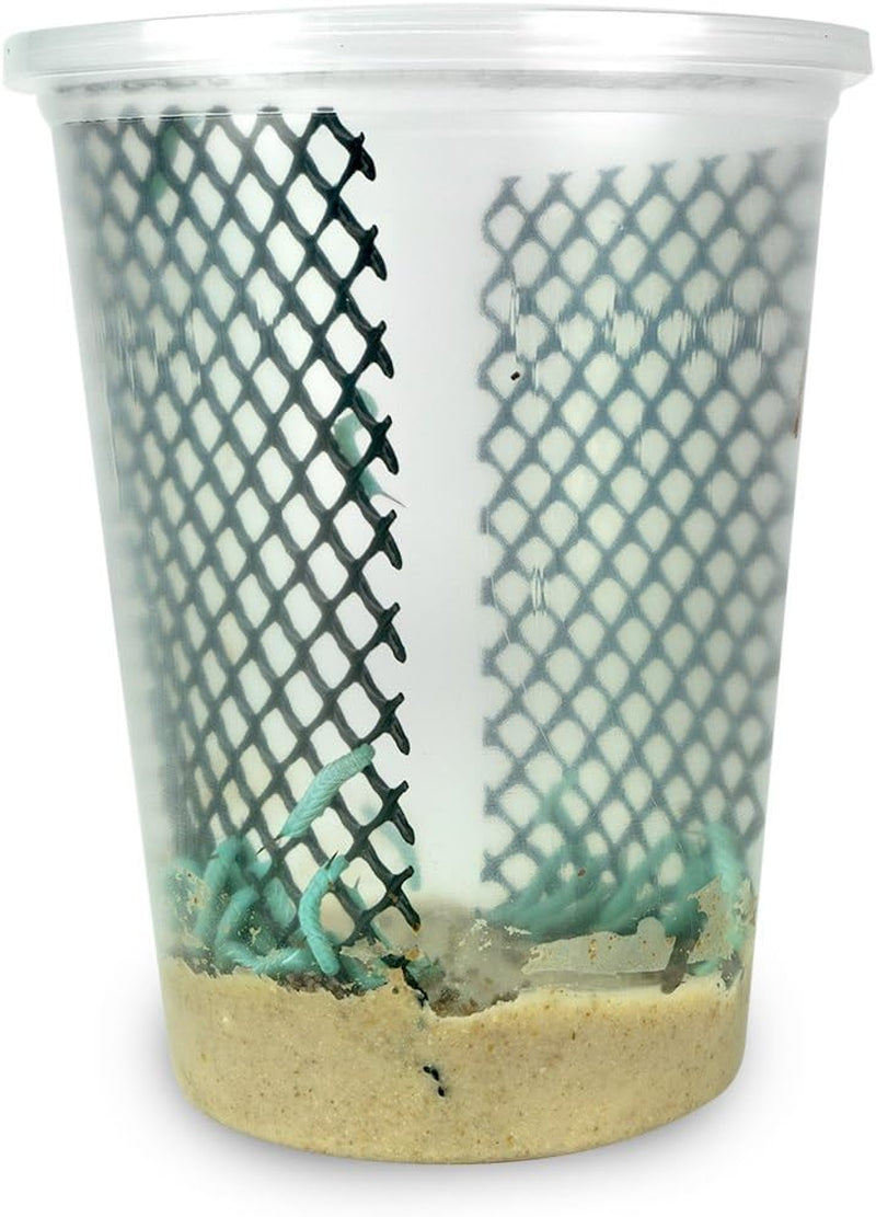 24Ct Live Hornworms by Dbdpet | Live Arrival Is Guaranteed | Includes Attached Care Guide |For Reptile-And-Amphibian-Pets  DBDPet   