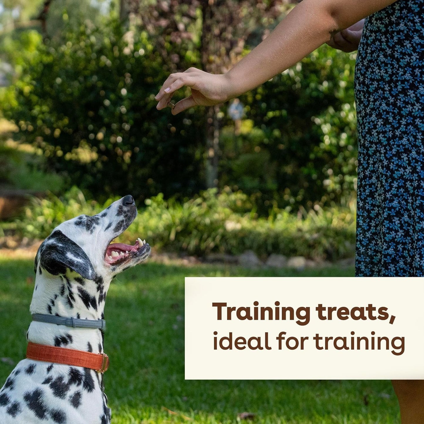 Pupford Freeze Dried 475+ Puppy Treats, Low Calorie, Vet Approved, All Natural, Healthy Training Treats for Small to Large Dogs (Beef Liver)  Pupford   