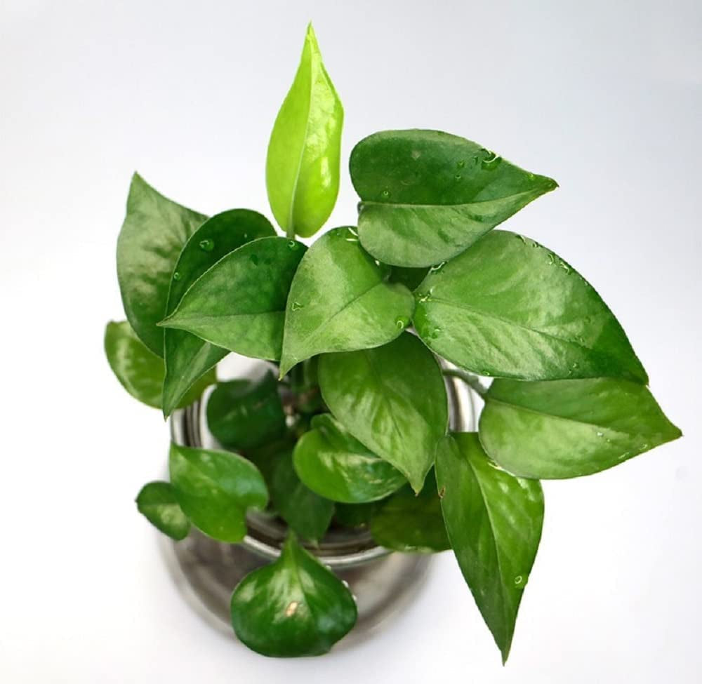 10'' Selfie Ring Light ' Tripod Stand and Phone Holder, LED Lighting with Phone Stand for Video Recording, Compatible with RD06 0  Ruiidour   