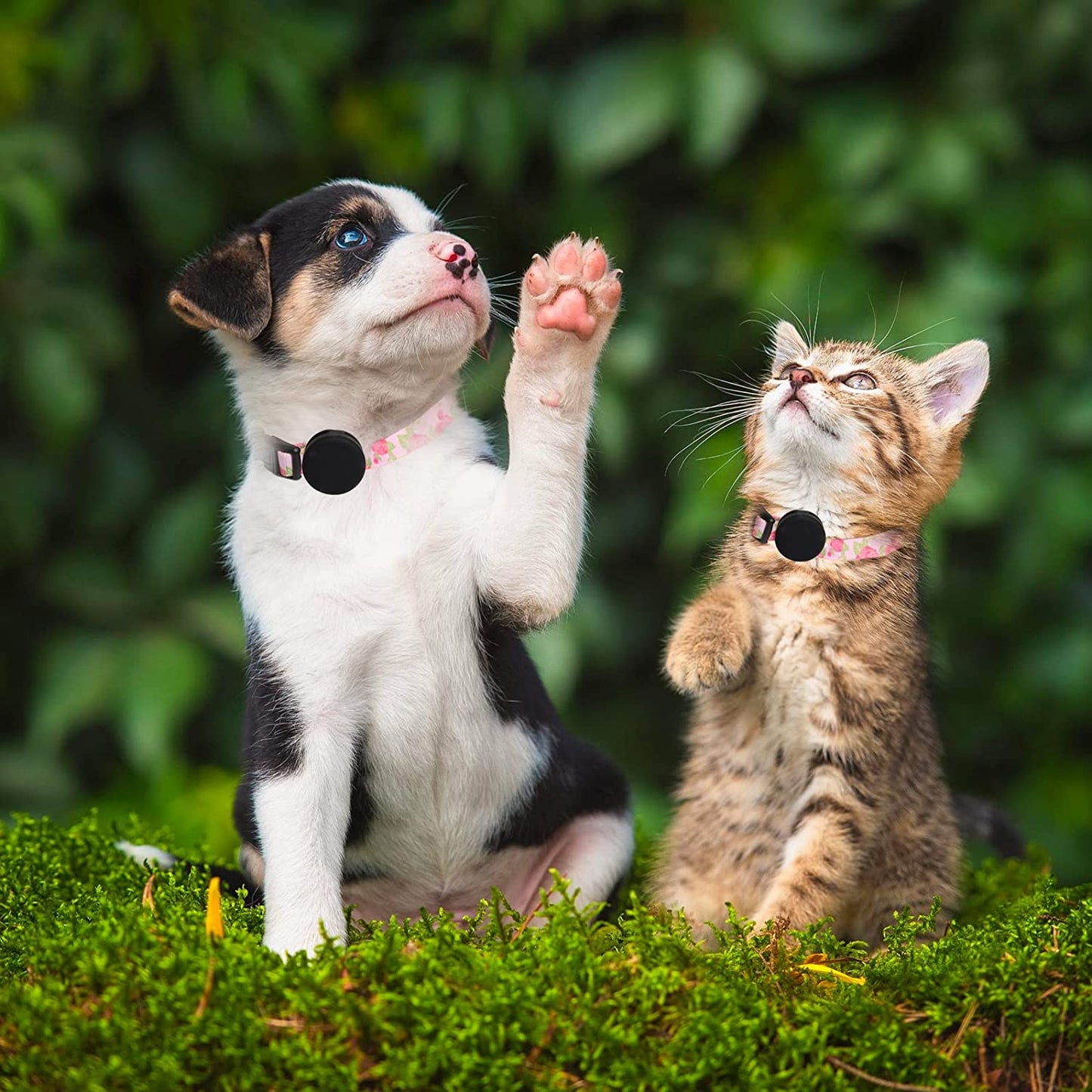 EXIEUSKJ Airtag Dog Collar, Item Finder Case for Apple Airtag 2021, Polyester Pet Cat Puppy Collar with Silicone Airtag Holder for Small, Medium, Large, Dogs,Pink Rose, M: 12.9''-21.6''Neck  dogcollarair618-7   