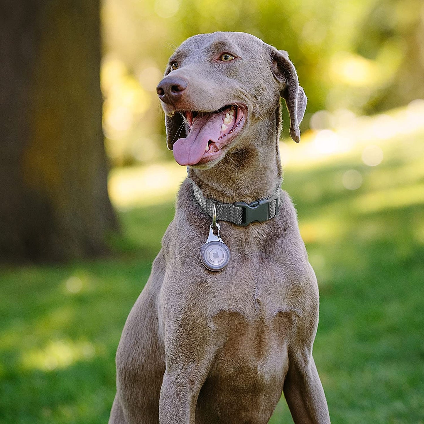 Nite Ize, Inc. WATP-06T-R6 Nite IZE Wearabout Clippable, Apple Airtag Locking Carabiner for Pets, Smoke Tracker Holder  Nite Ize, Inc.   