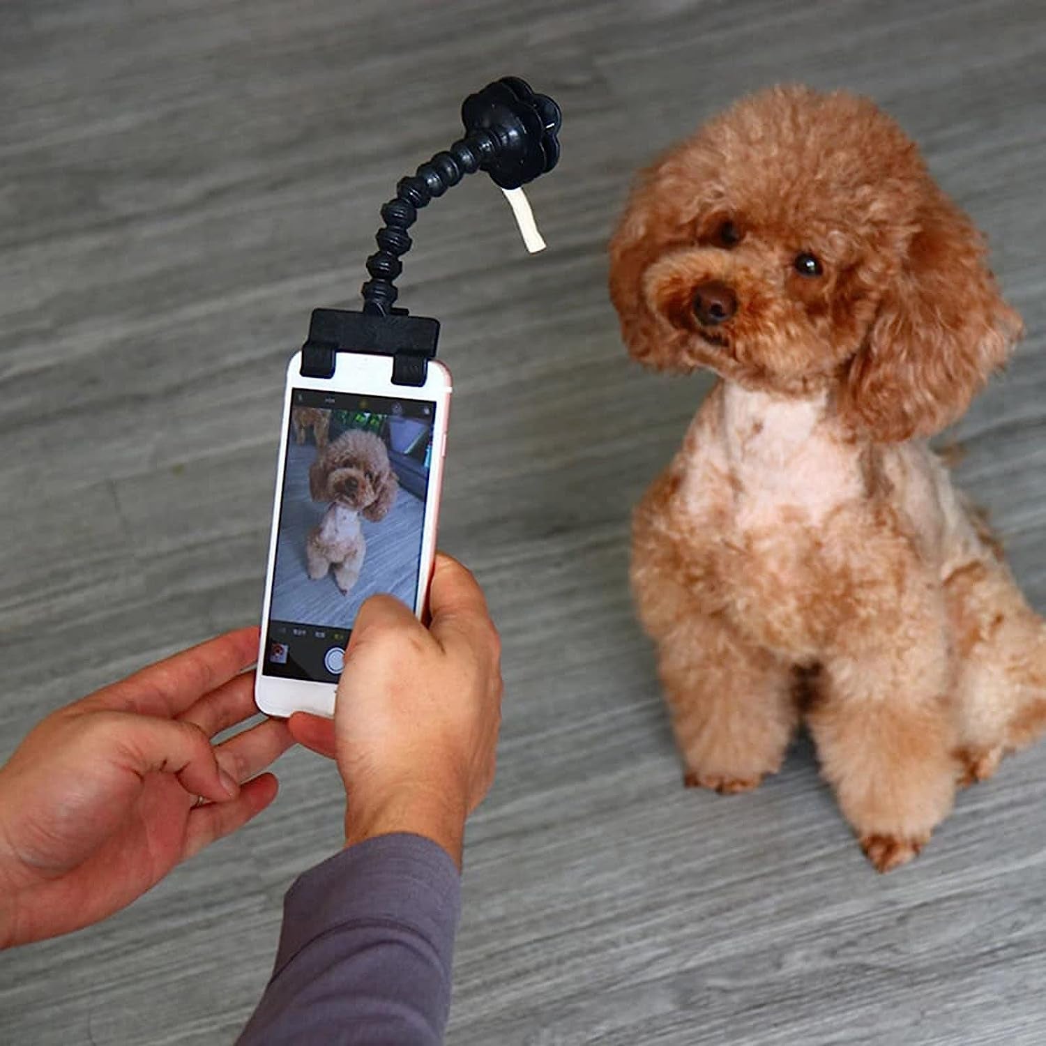 Pet Selfie for Dog, Portable Dog Selfie Rods Creative Cell Phones Selfie Stick Pet Selfie Artifact for Cat Cellphone Treat Holder Pet Photography Tool Cell Phone Clips Pet Supplies for Dog Lovers  Koonghong   
