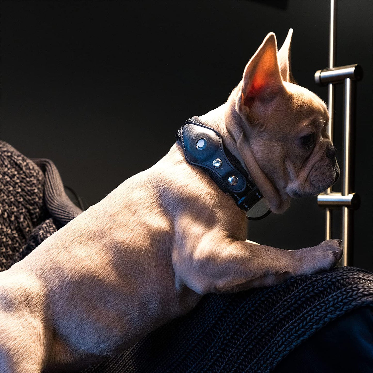 Safe Paws Reflective Airtag Dog Collar with Soft Neoprene - Our Durable Airtag Collar Holder Uses Heavy Duty Buttons to Secure Your Airtag - Air Tag Collars for Small Medium Large & XL Dogs (Black S)  Safe Paws   