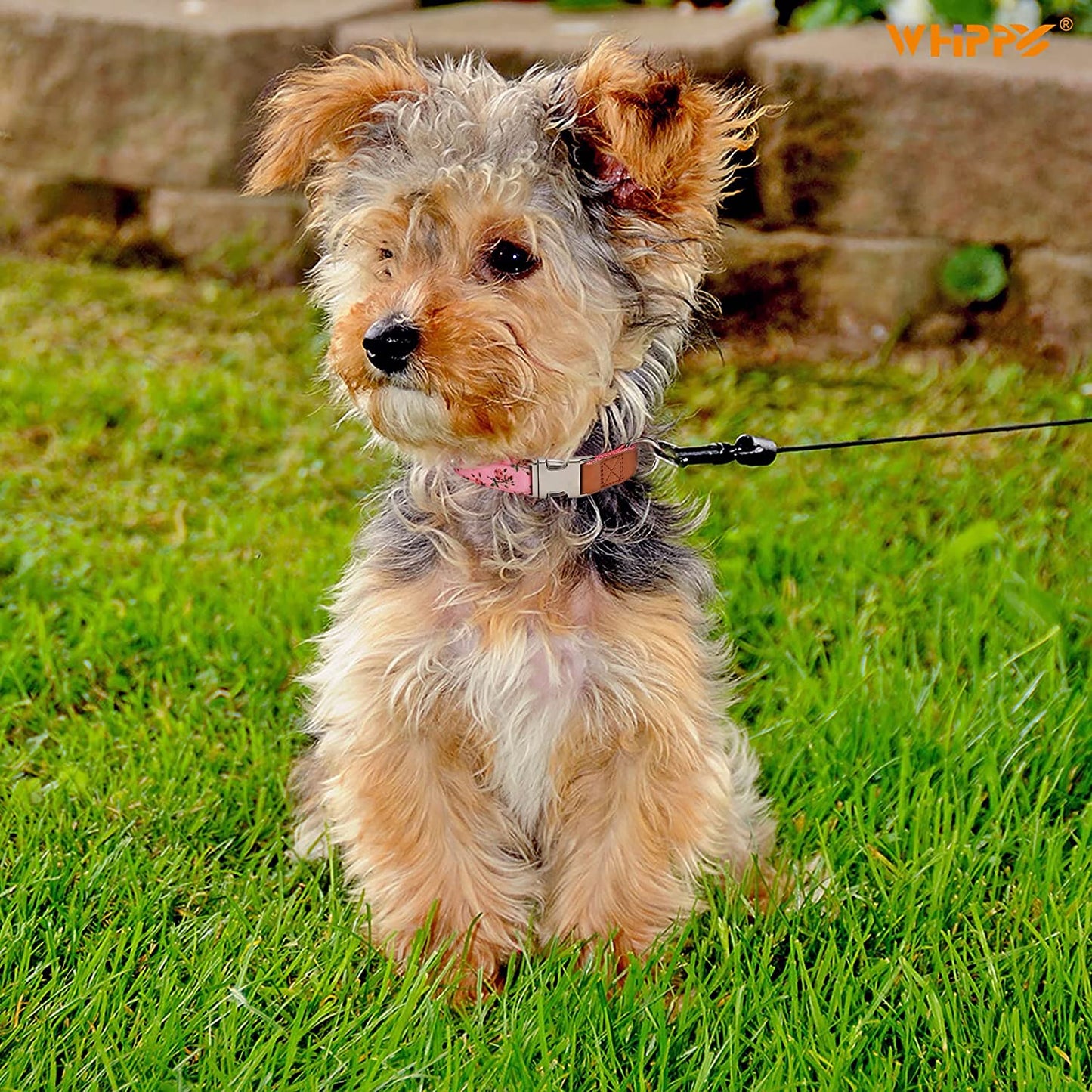 WHIPPY Girl Floral Dog Collar Cute Pink Flower Print Puppy Collar Adjustable Heavy Duty Nylon Collar with Metal Buckle Soft Comfortable Collar for Small Medium Large Dog Pet,M,Flower Pink  WHIPPY   