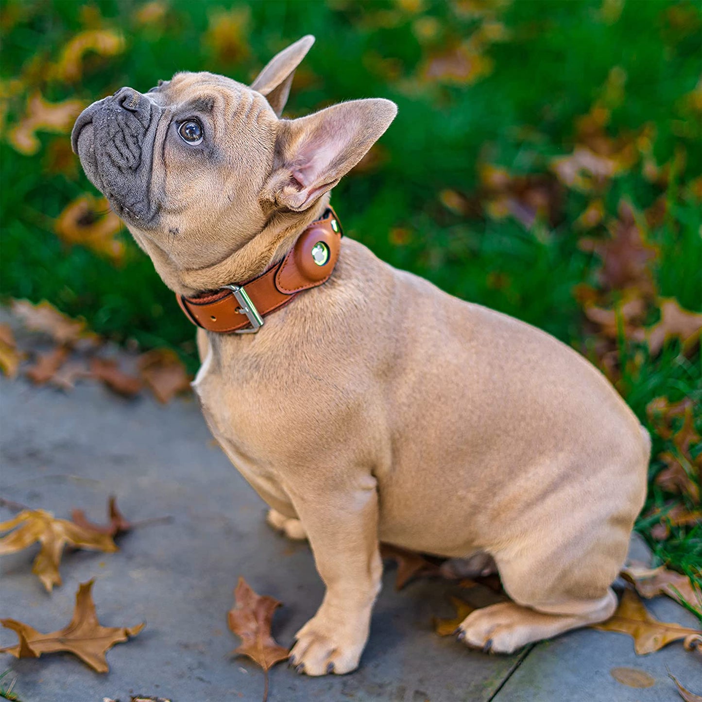 Safe Paws Airtag Dog Collar Holder - Our Adjustable Air Tag Dog Collar Holder Fits Small Medium and Large Dogs - Use Our Elegant PU Leather Dog Airtag Collar to Quickly Locate Your Dog (Small, Brown)  Safe Paws   