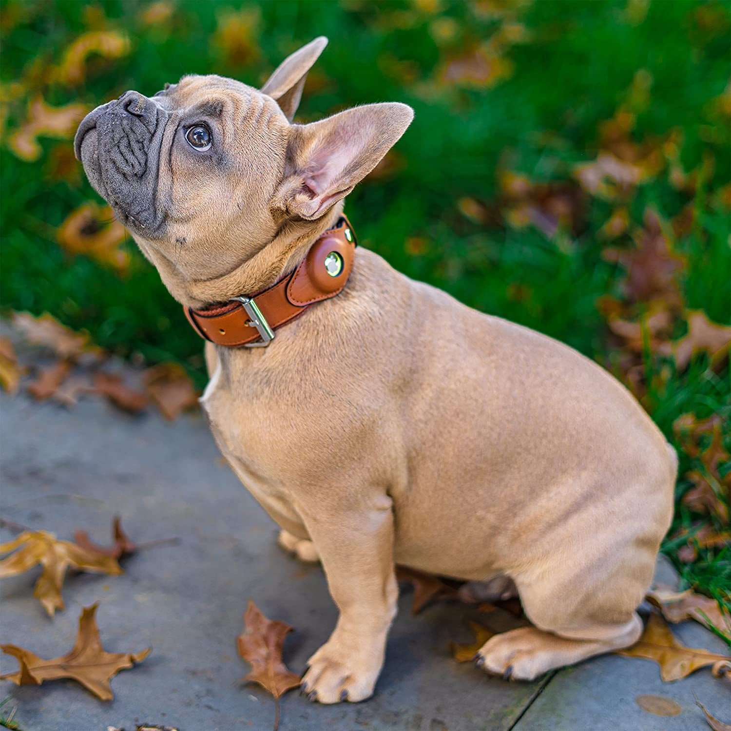 Safe Paws Airtag Dog Collar Holder - Our Adjustable Air Tag Dog Collar Holder Fits Small Medium and Large Dogs - Use Our Elegant PU Leather Dog Airtag Collar to Quickly Locate Your Dog (Small, Brown)  Safe Paws   